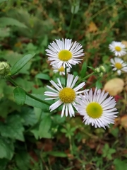Erigeron annuus