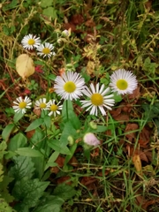 Erigeron annuus