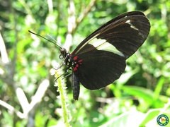 Heliconius sara