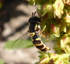 Ischiodon aegyptius