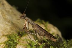 Raptrix occidentalis