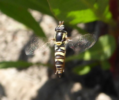 Ischiodon aegyptius