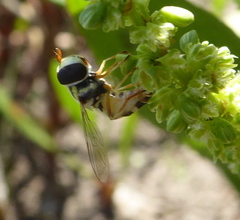 Ischiodon aegyptius