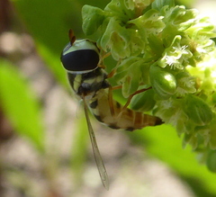 Ischiodon aegyptius