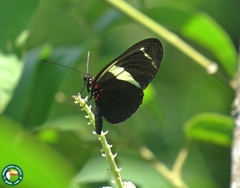 Heliconius sara