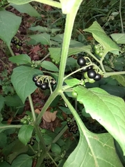 Solanum nigrum