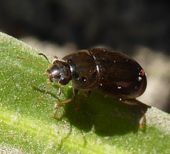 Hydrophilidae