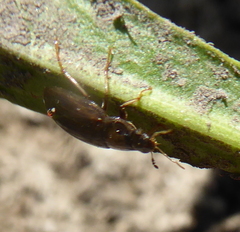 Hydrophilidae
