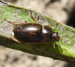 Hydrophilidae