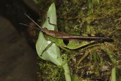 Xiphiola cyanoptera