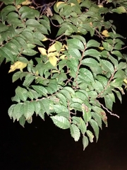 Ulmus minor