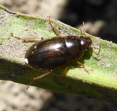 Hydrophilidae