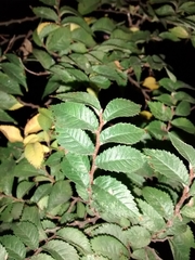 Ulmus minor