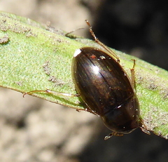 Hydrophilidae