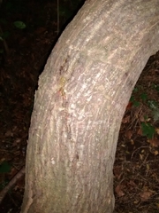 Ulmus minor