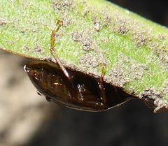 Hydrophilidae
