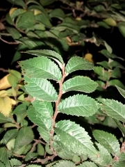 Ulmus minor