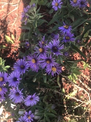 Symphyotrichum novae-angliae