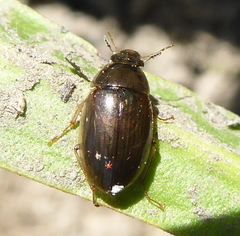 Hydrophilidae