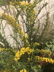 Solidago