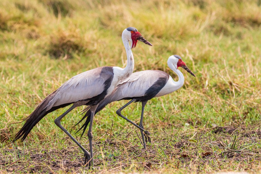 Wattled Crane in September 2017 by Di Franklin · iNaturalist