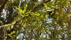 Myrsine salicina