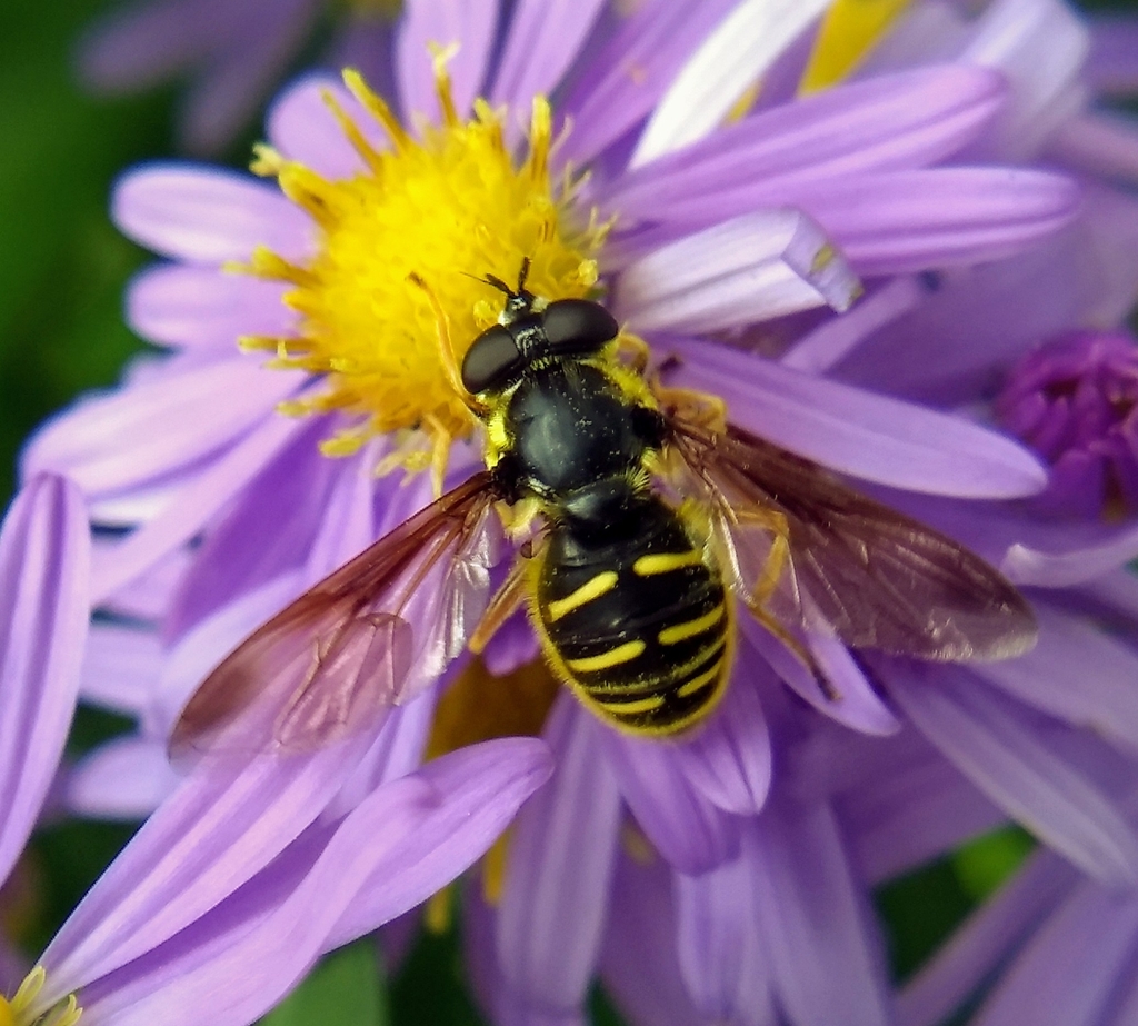 Pond Flies
