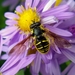 Sericomyia - Photo (c) Jason Hill, some rights reserved (CC BY-NC), uploaded by Jason Hill
