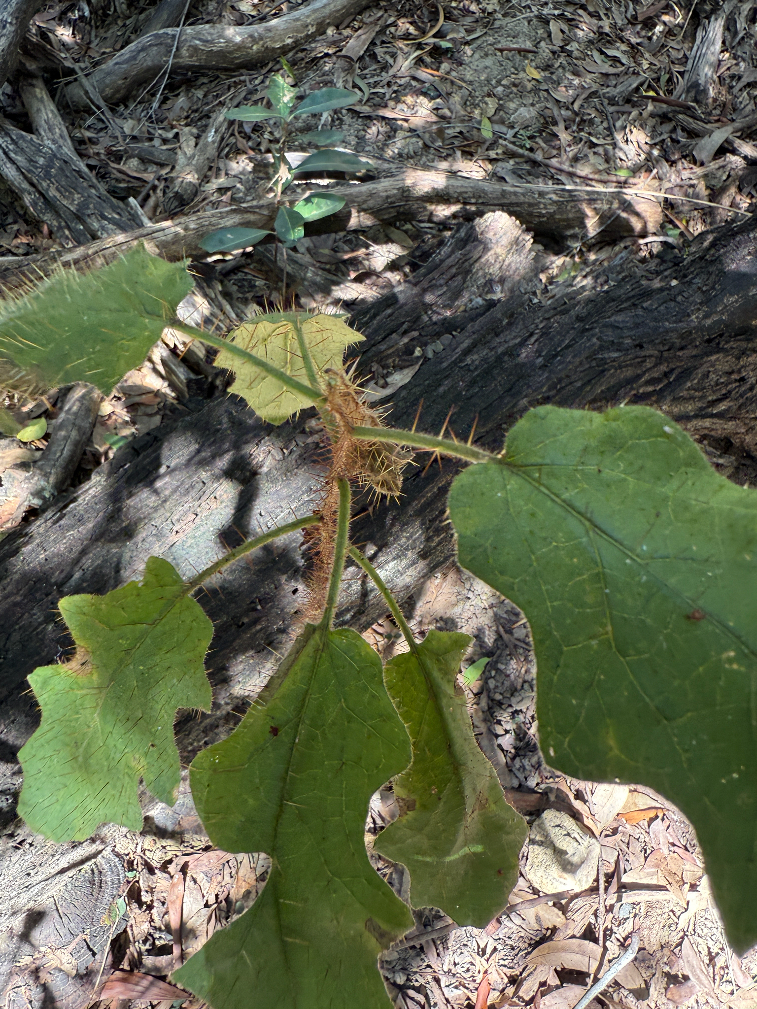 Solanum sporadotrichum