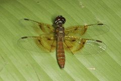 Perithemis lais