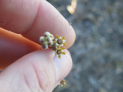 Aspidoglossum lamellatum