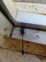 Phyllogomphoides suasus