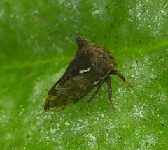 Tricoceps obortus