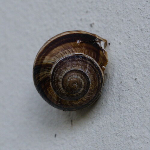 Helix lucorum