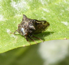 Tricoceps obortus