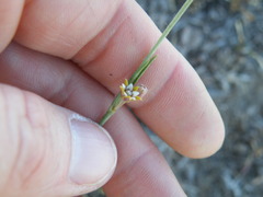 Aspidoglossum lamellatum