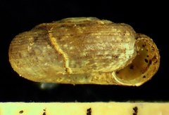 Helicodiscus parallelus