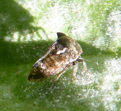 Tricoceps obortus