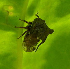 Tricoceps obortus