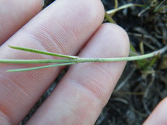 Aspidoglossum lamellatum