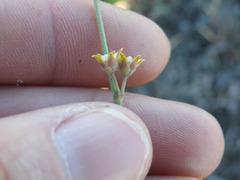 Aspidoglossum lamellatum