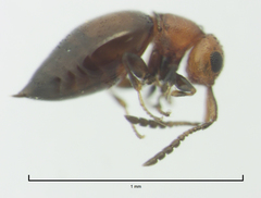 Lagynodes gastroleius