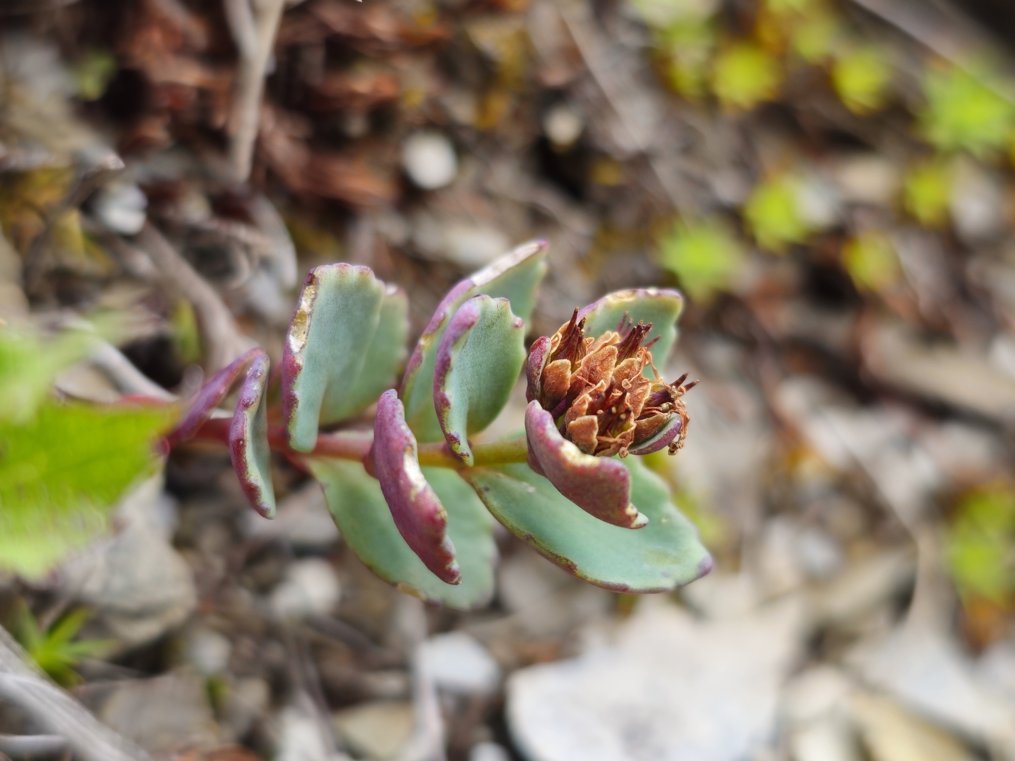 Hylotelephium subcapitatum (Hayata) H.Ohba 2