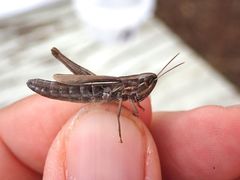 Euchorthippus elegantulus