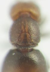 Lagynodes gastroleius