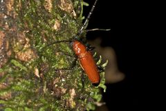 Adiposphaerion rubrum
