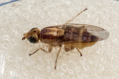Meromyza saltatrix