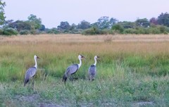 Bugeranus carunculatus