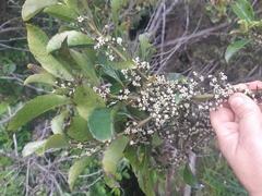 Melicytus macrophyllus