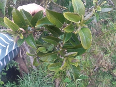Melicytus macrophyllus